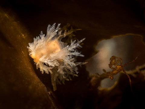 nudibranch and skeleton shrimp on the kelp