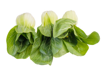 Pak Choi isolated on a white bakcground