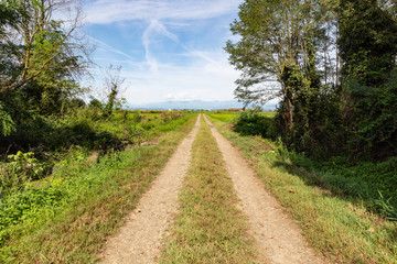 Fototapeta na wymiar dirt road through rice fields next to San Germano Vercellese, province of Vercelli, Piedmont, Italy