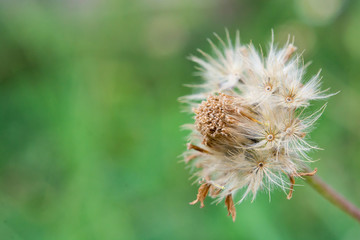 white Wild Daisy on blur background..