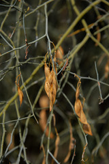 Desert Seed Pod