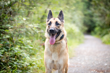 A beautiful German Shepherd dog running towards the owner smiling with her long tongue sticking out and her pointy ears up