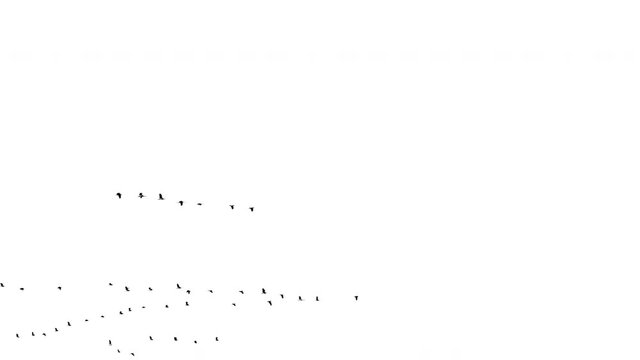 Real flock of birds flying - 01 with alpha channel ready to insert in your #vfx works as a separate layer