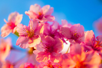pink flowers on background of blue sky