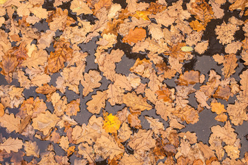 autumn leaves background