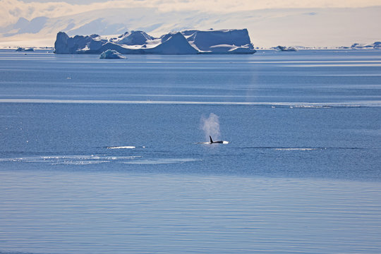 Orca In Antarctica