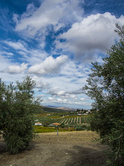 Fototapeta na wymiar Campos europeos de viñas y olivos