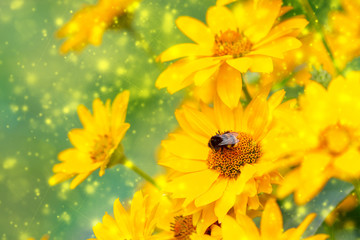 Blurred summer background with yellow flowers field and european bee in sunlight.