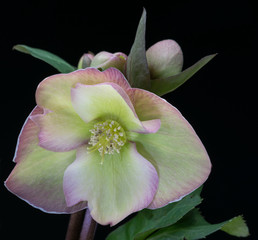 Elleboro Photos Royalty Free Images Graphics Vectors Videos Adobe Stock