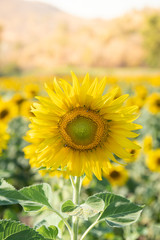 Sunflowers bloom in field at autumn.