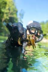 Snorkeler holds a shrimp into the camera in the Traunfall river in Roitham, Austria