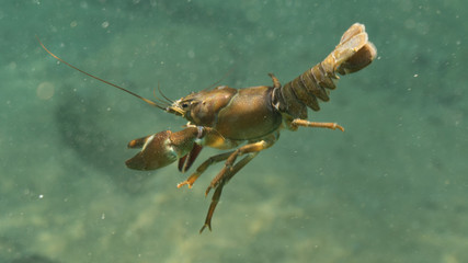 One shrimp in the Traunfall river in Roitham, Austria