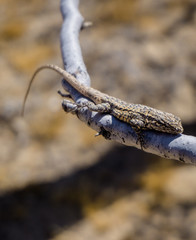 A long-tailed brush lizard (Urosaurus graciosus) on a tree branch in the Mojave desert, USA