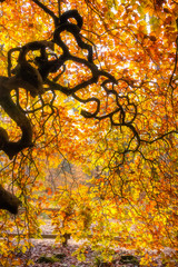 Autumn orange warm colors in Verzy unique forest near Reims, France - 310946985