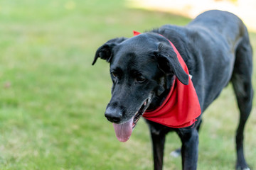 Black Lab