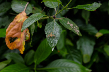 A small orange spider rests on a leaf