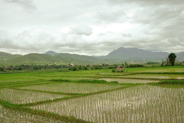 Traditional rice field in Northern Thailand on a cloudy day