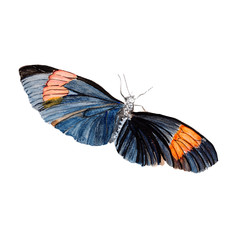 Butterfly watercolor clip art for wedding invitation or greeting cards.Butterfly watercolor on white background.