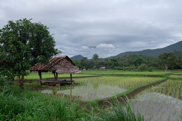Fototapeta na wymiar Rice field on a cloudy day in Thailand