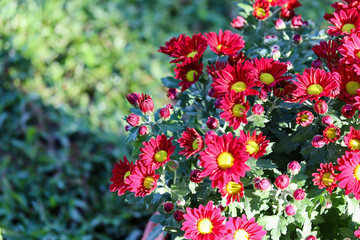 Close up of bright red chrysanthemum flowers in the garden in the morning with sunlight.