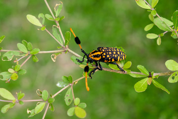 Black and orange beetle rests on a branch