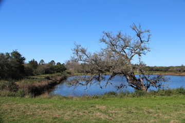 tree in field