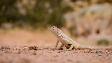 Mojave fringe-toed (Uma inornata) lizard in the Mojave desert, USA