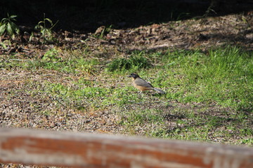sparrow on grass