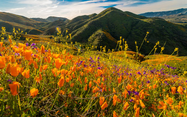 MARCH 15, 2019 - LAKE ELSINORE, CA, USA - "Super Bloom" California Poppies in Walker Canyon outside of Lake Elsinore, Riverside County, CA