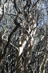 branches of a tree