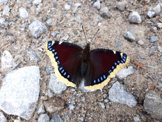 butterfly on rock