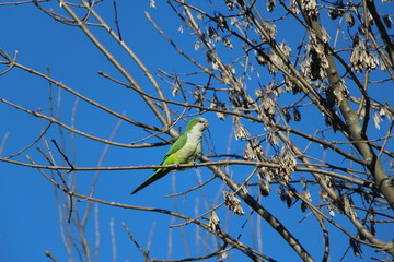 parrot