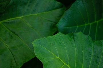 hojas y naturaleza viva verde fotosíntesis biología flora