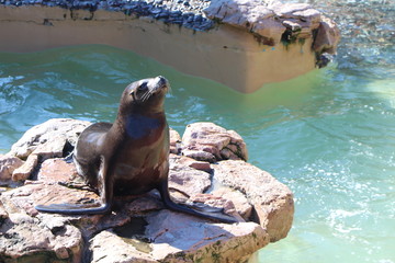 seal