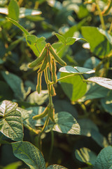 soybean plant. Field of soybeans and beans on the trunks of plants. Agriculture. Austria