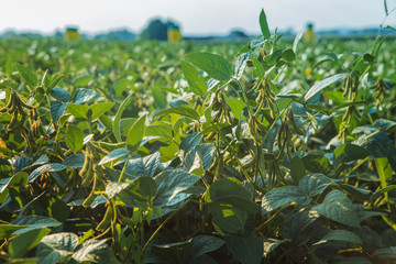 soybean plant. Field of soybeans and beans on the trunks of plants. Agriculture. Austria