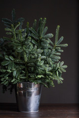 Green fresh fir or Abies Nobilis branches in an iron bucket on a dark backdrop, Christmas or New Year concept