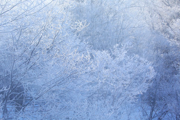 Fototapeta premium 霧氷の森 