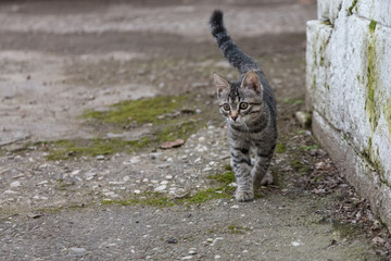 Grey kitten walking. A small cat.