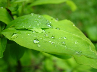 water drops on green leaf