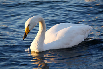 Obraz premium 屈斜路湖の白鳥