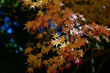 Autumn color