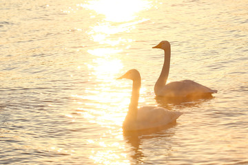 夕日輝く屈斜路湖の白鳥	
