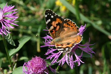 butterfly on flower