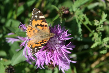 butterfly on flower
