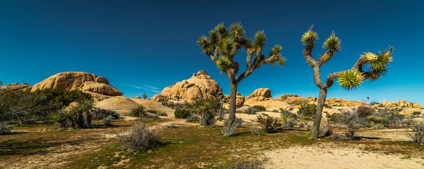 MARCH 13, 2019 - JOSHUA TREE NATIONAL PARK, CA, USA -Joshua Tree National Park in Spring, Southern California