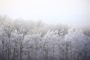 Obraz na płótnie Canvas 樹氷の森