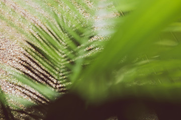 palm tree leaf shadow with bokeh of the plant