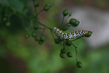 colourfull caterpillar