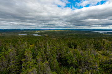A forest of tall green trees with a pond in the distance under blue sky with clouds.